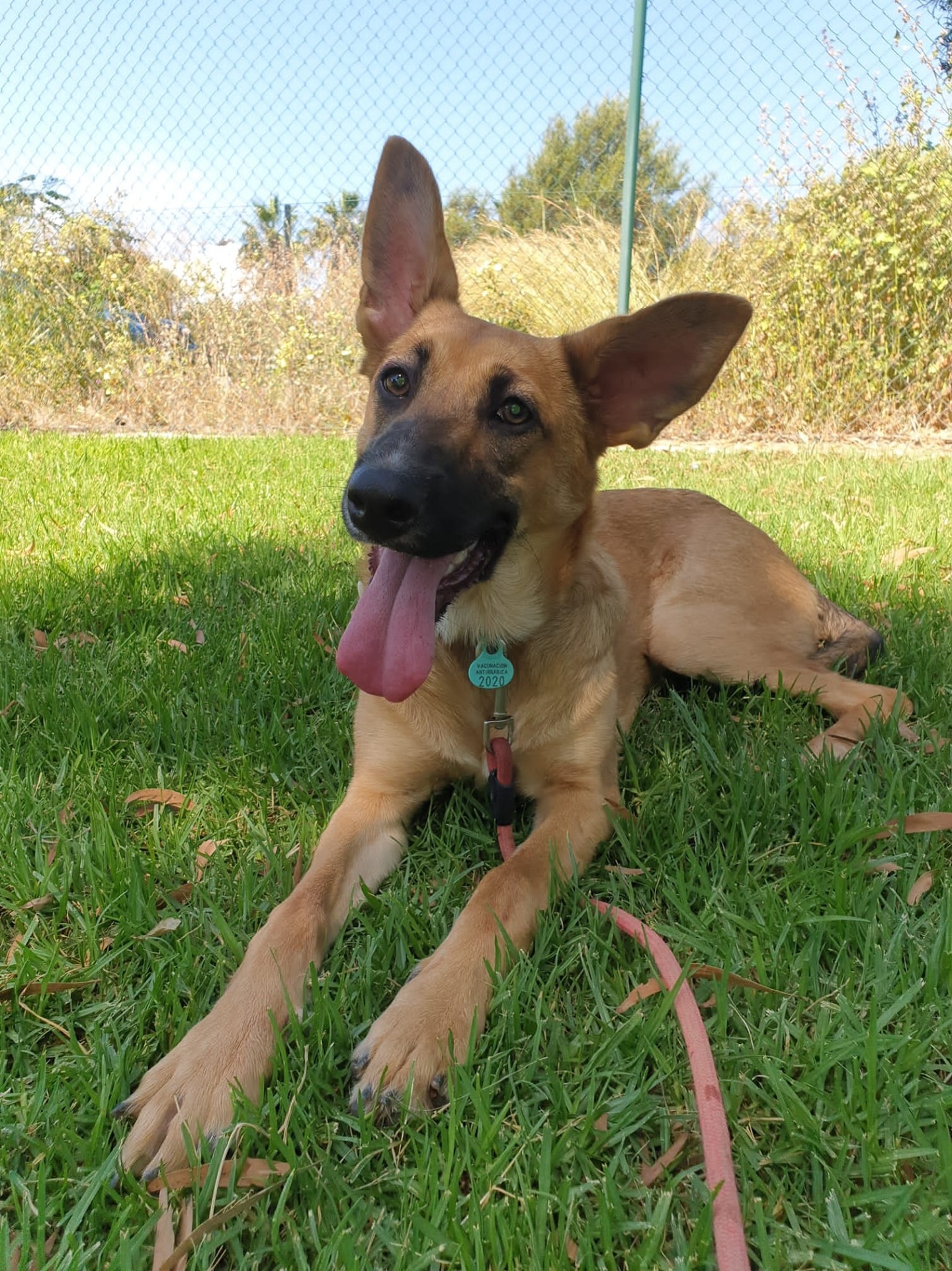 Perro feliz en Guardería Canina Nauzet Ramos