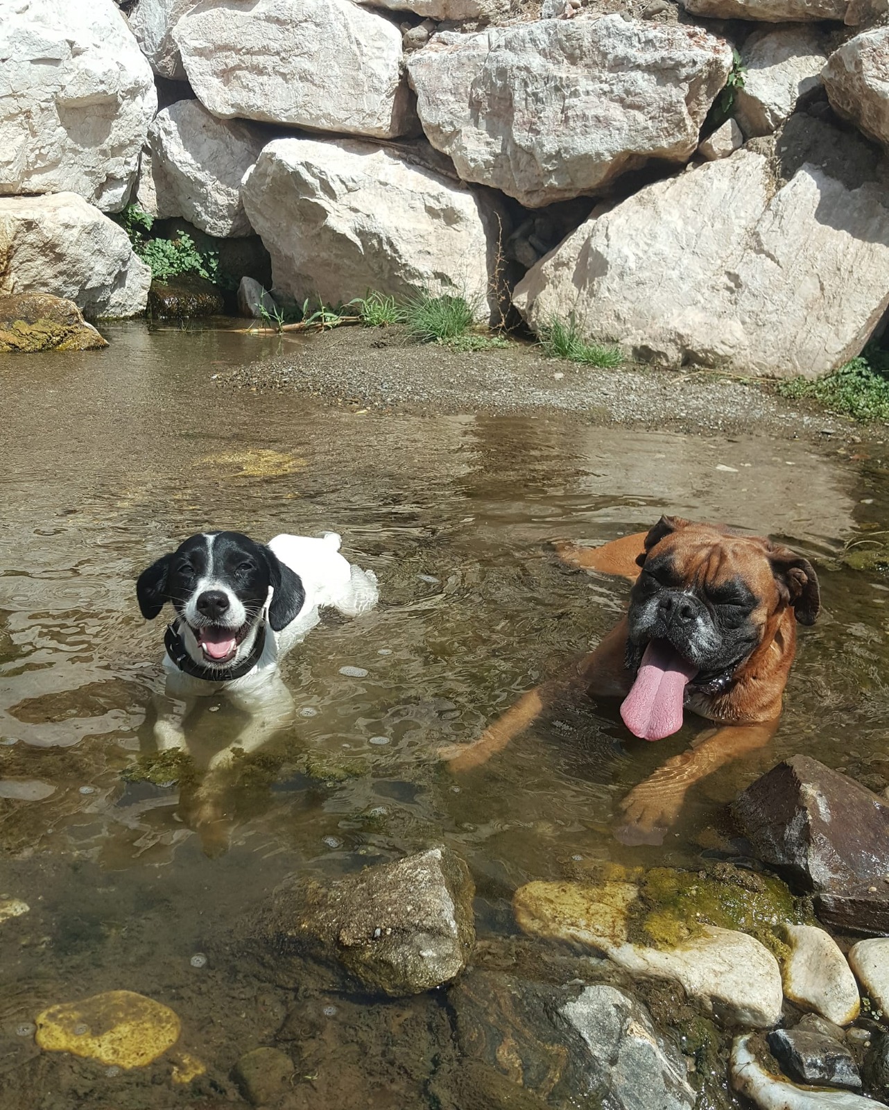 perros jugando en la Guardería Canina Nauzet Ramos
