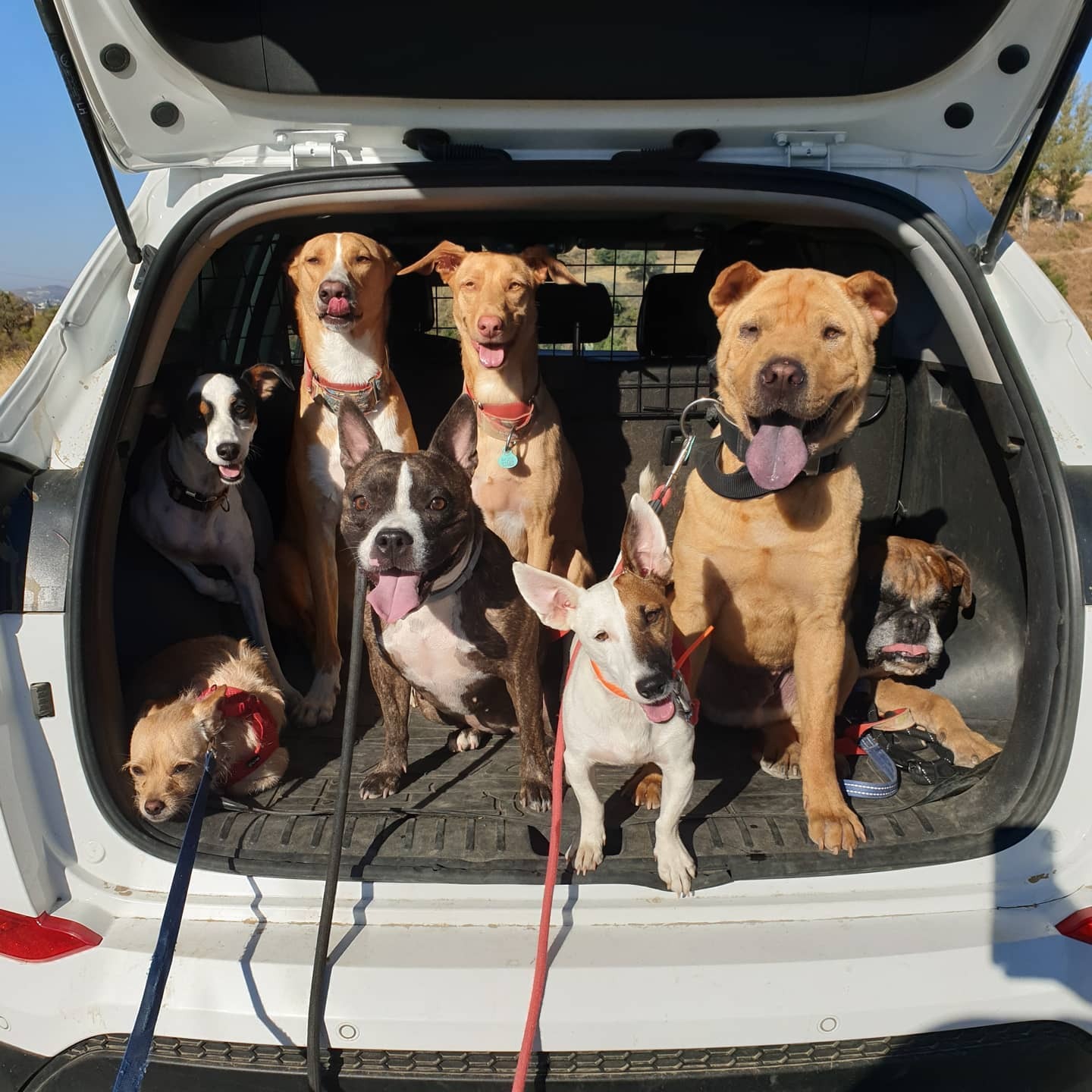 Transporte para mascotas.
Recogida y entrega para servicio de guardería y residencia.