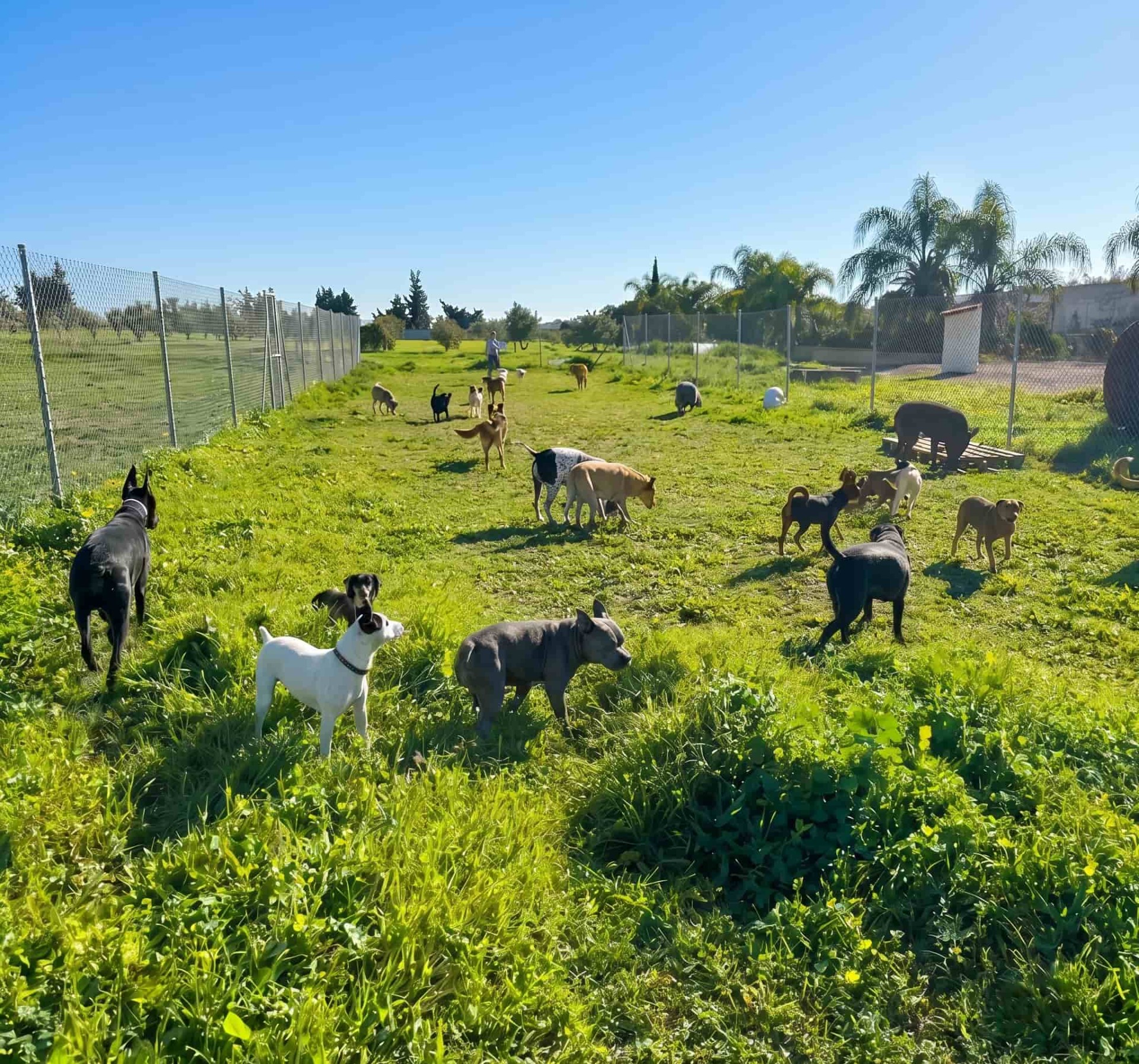 Instalaciones (+3000 m2) de la Guardería y Residencia Canina en la naturaleza