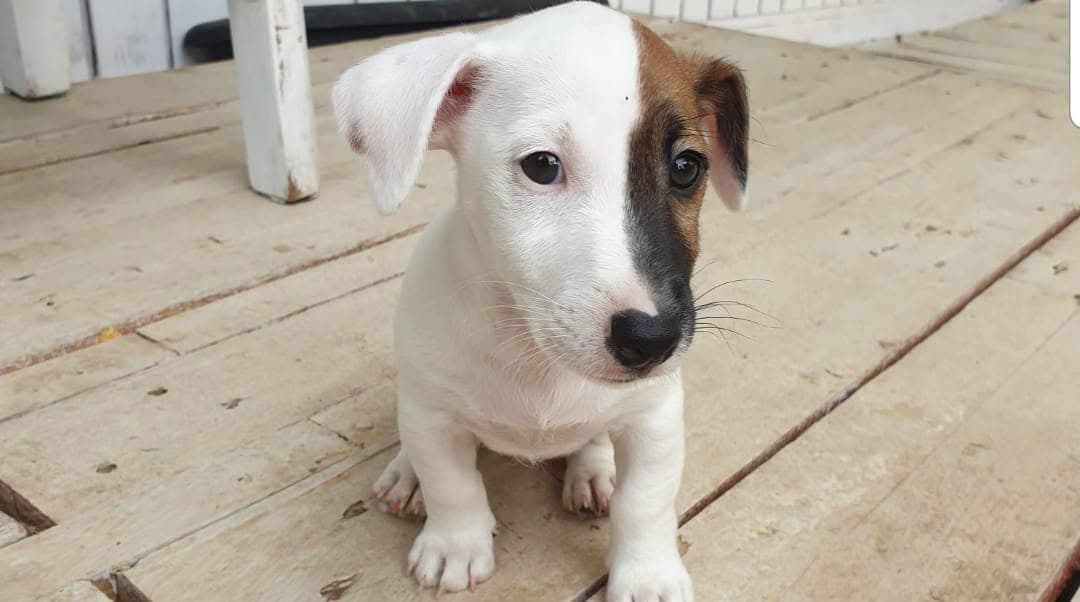 Cuidado animal en nuestro centro Guardería canina Nauzet Ramos